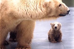 ijsbeer1-Polar Bears-mom and baby.jpg