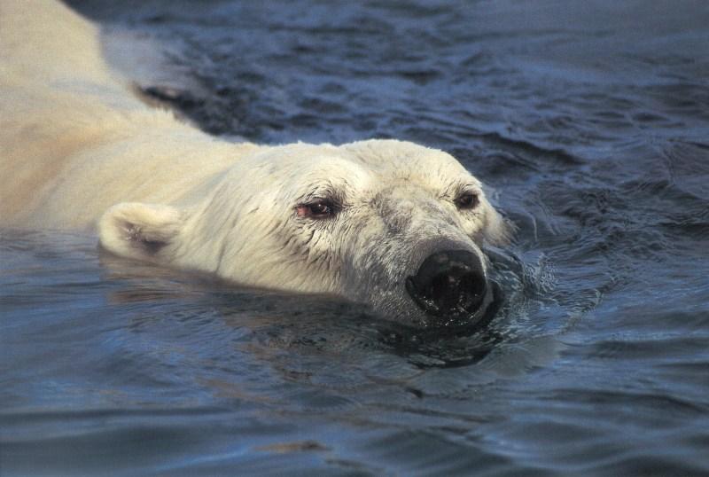 jrw 007 Polar bear swimming.jpg