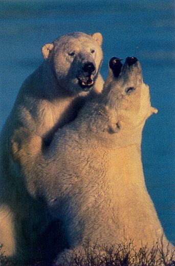 lj Gary Alt Ice Bears Churchill Manitoba.jpg