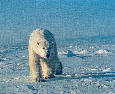 lj Polar Bear Approaching Buggy-Churchill Manitoba.jpg