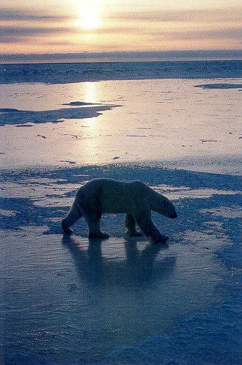 lj Polar Bear At Sunset-Churchill Manitoba.jpg