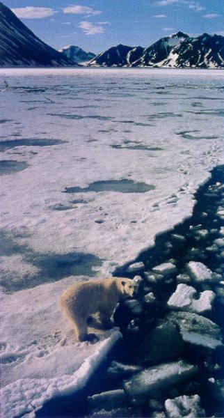 lj Polar Bear Edges Spitsbergen Island Ice Floe.jpg