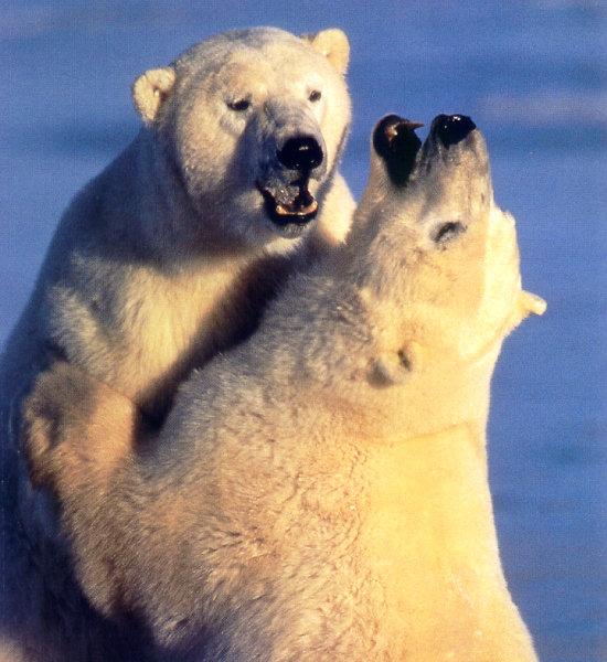 lj Polar Bears-Manitoba.jpg