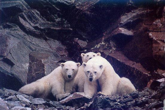 lj Polar Bears-Nunavut.jpg
