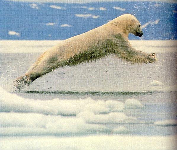 lj Polar Leap.jpg