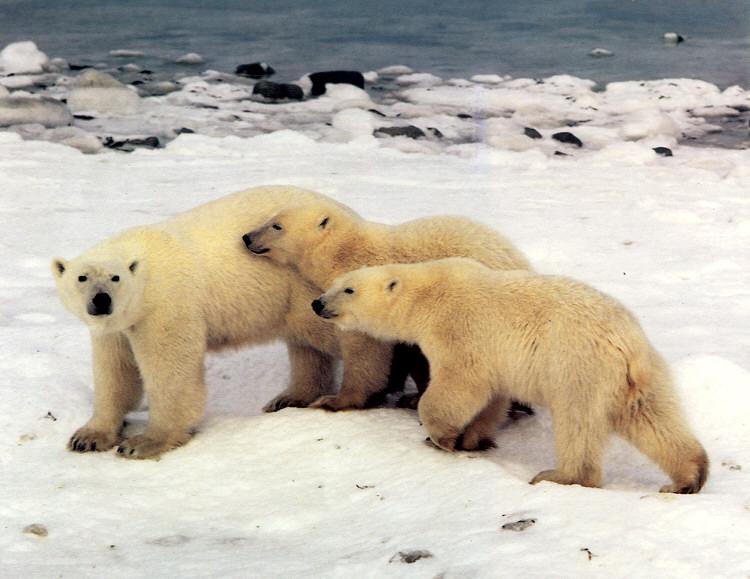 Mother and Cubs.jpg