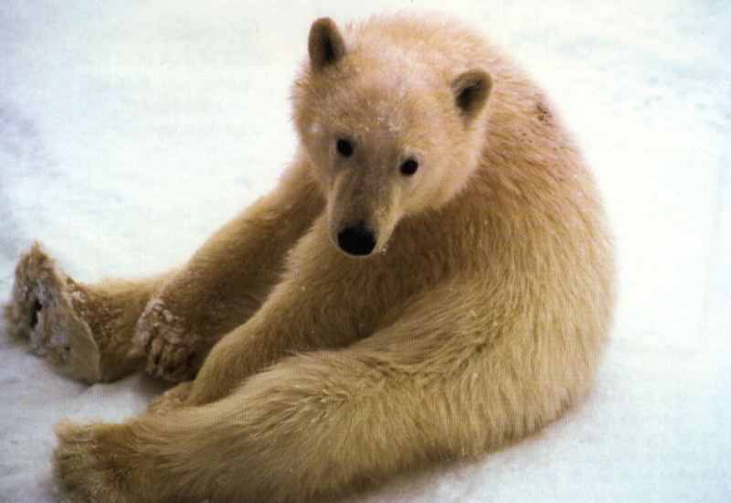 Pbear1-Polar Bear-sitting on snow-by Joel Williams.jpg
