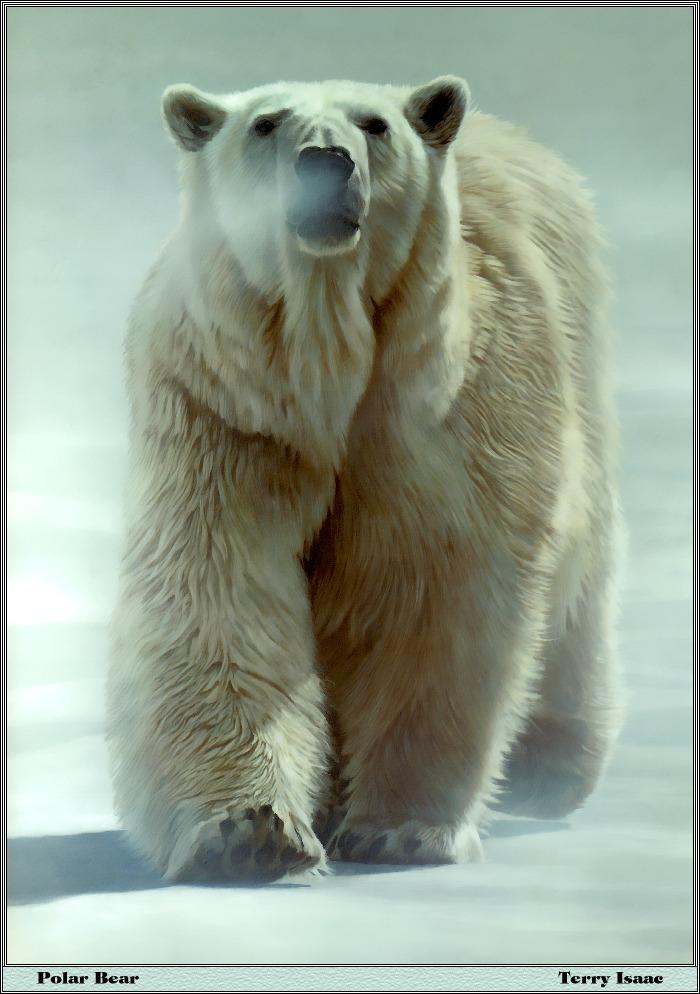 p-bwa-48-Polar Bear-on snow-Painting by Terry Isaac.jpg