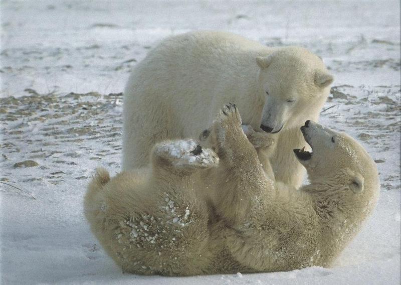 playing polars-bears on snow.jpg