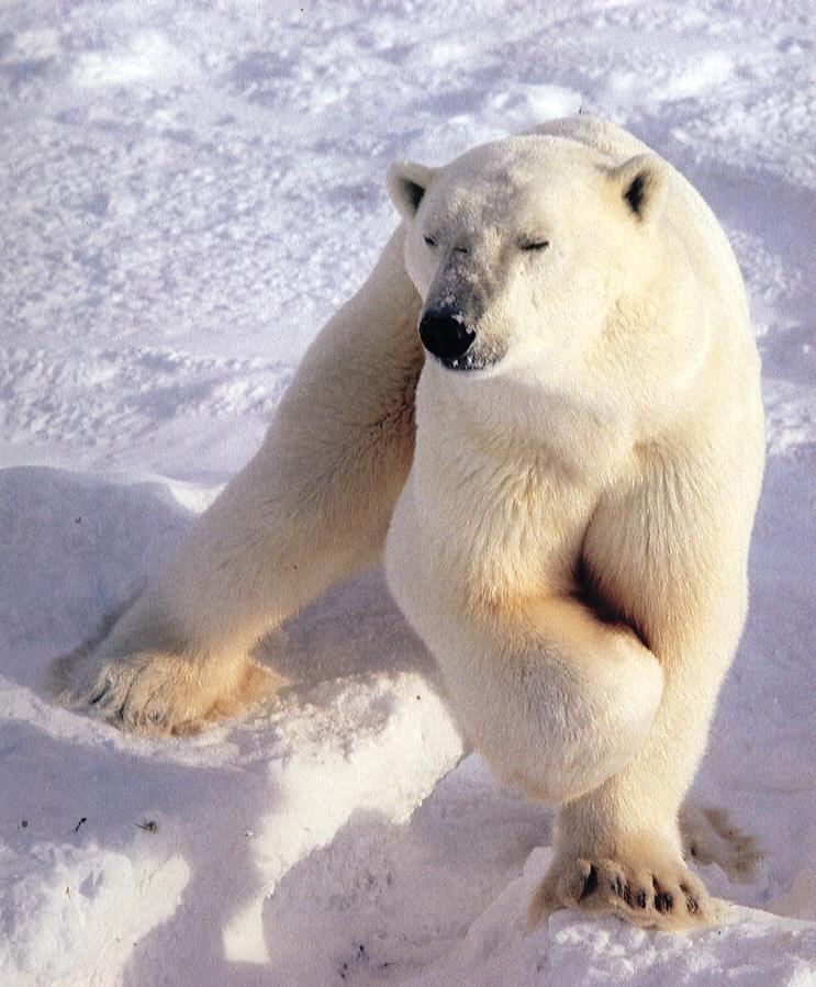 Polar Bear 1.jpg
