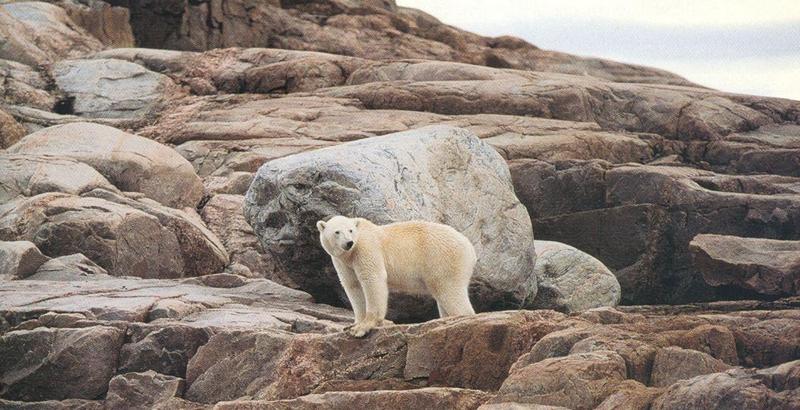 Polar Bear-by Joel Williams.jpg