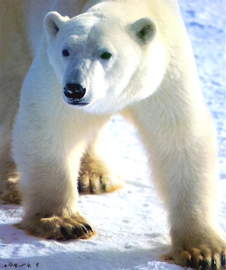 Polar Bear-closeup on snow.jpg