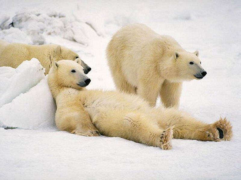 Polar Bears2.jpg