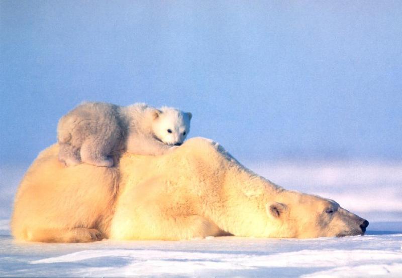 polar bears-cub on mom s back.jpg
