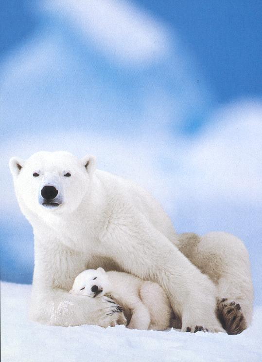 polar bears-mom and baby.jpg