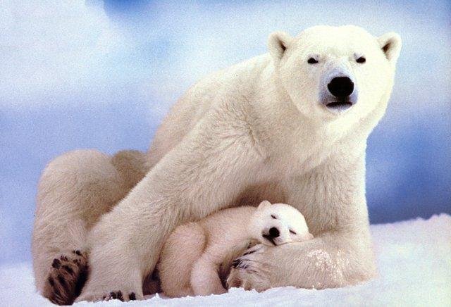 Polar bears-Mom and Sleeping Baby.jpg