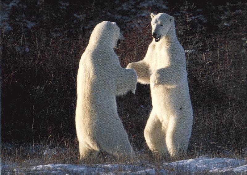 polar bears-standing n confronting.jpg