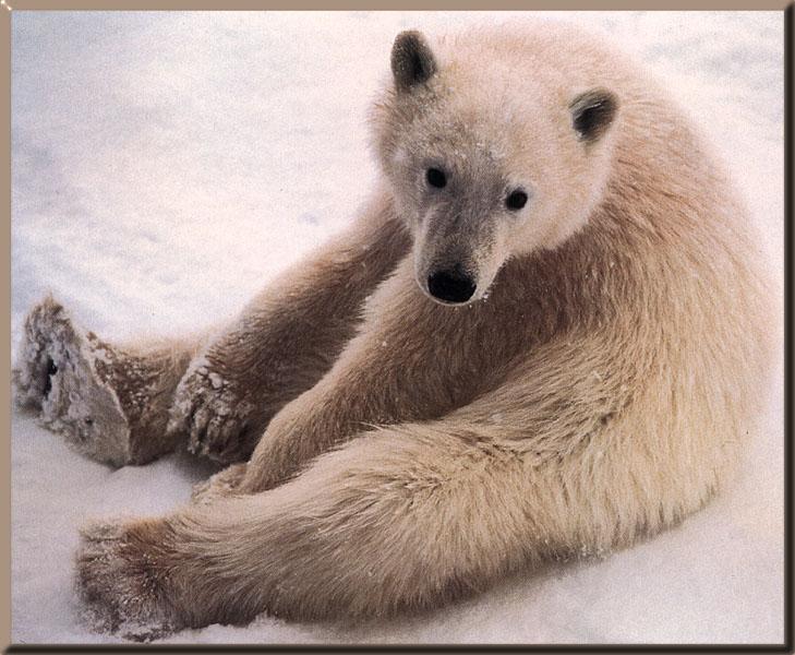 Polar Bear 06.jpg