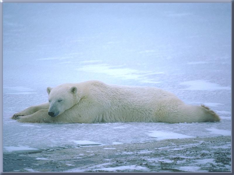 Polar Bear 07-Sleeping on ice.jpg