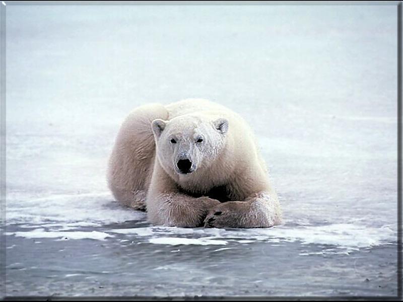 Polar Bear 100020.jpg