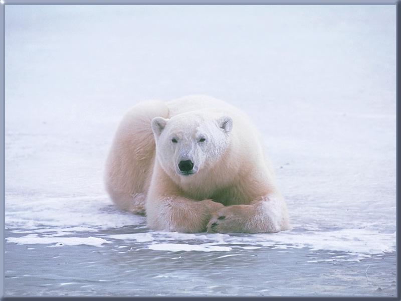 Polar Bear 13-Resting on ice-Closeup.jpg