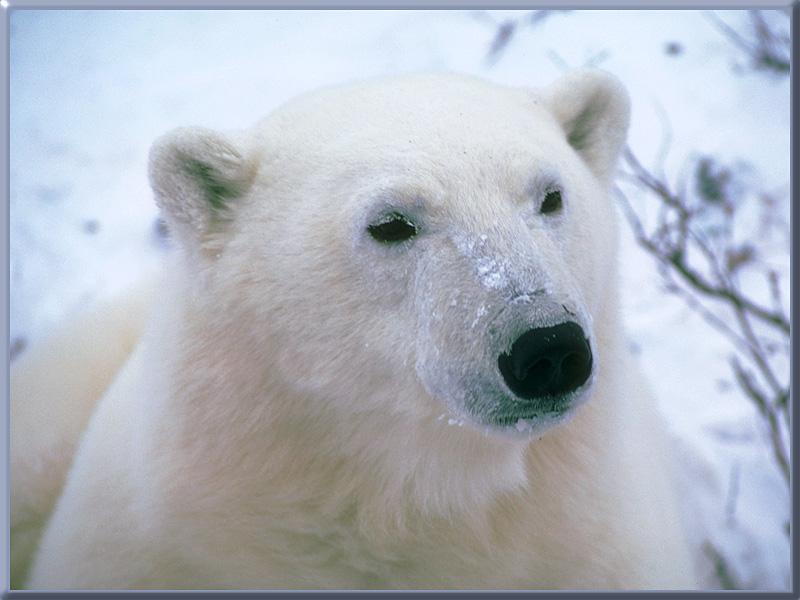 Polar Bear 17-Face Closeup.jpg