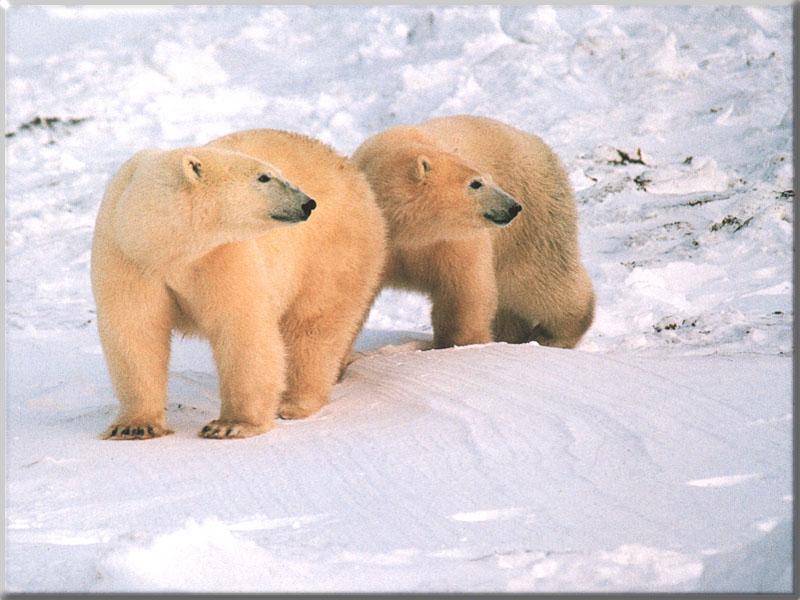 Polar Bear 38-Pair-Synchronized looking back on snow.JPG