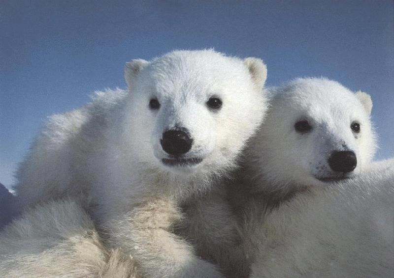 polar bear cubs-Riding moms back.jpg