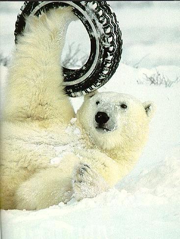 Polar Bear 3.jpg