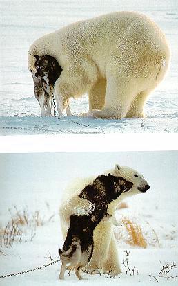 Polar Bear 5-pub.jpg