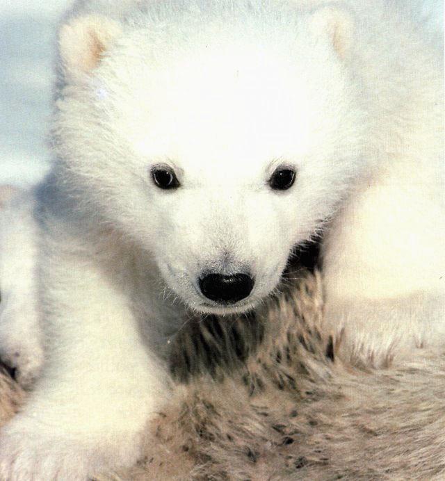 Polar Bear Cub 00.jpg