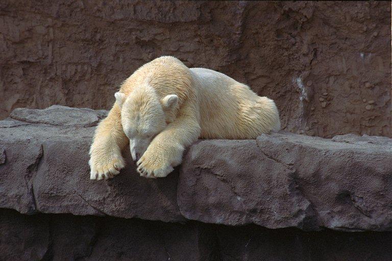 Polar Bear-Denver Zoo.jpg