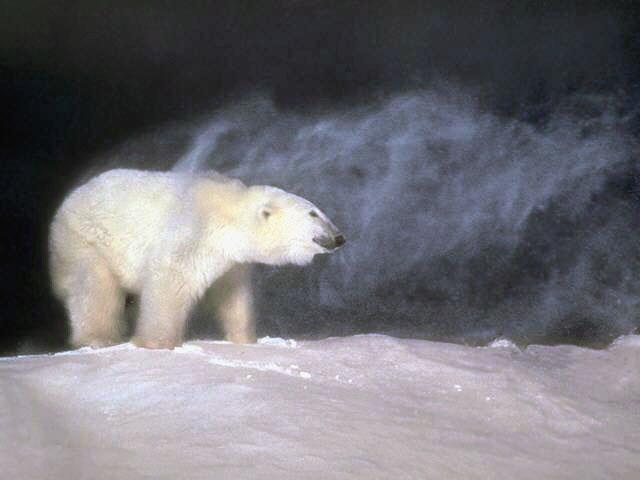 Polar Bear-In Snow Blast.jpg