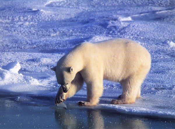 Polar Bear-looking into ice mirror.jpg