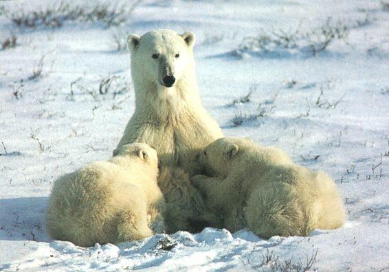 Polar Bear Nursing Cubs-pb0.jpg