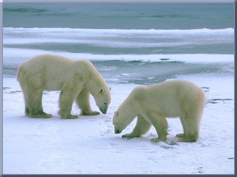 Polar Bears 11-Meeting.jpg
