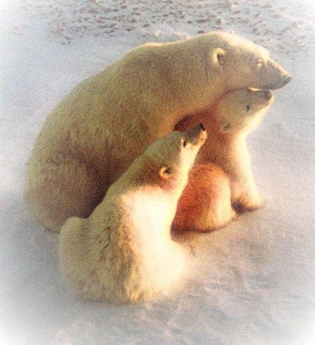 Polar Bears Family-Mom and two Youngs.jpg