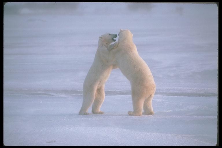 Polar Bears-200070.jpg