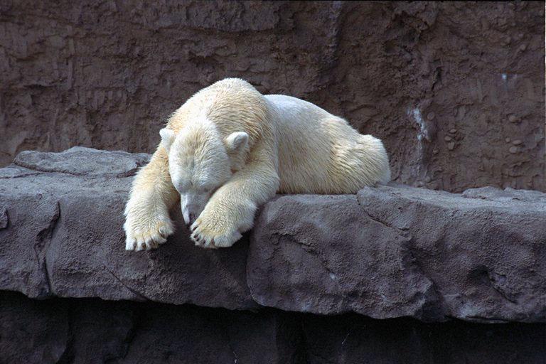 Polar Bear-Sleeping On Rock-Zoo.jpg