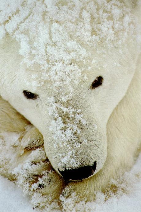 Polar Bear-Snow-Face Closeup.jpg