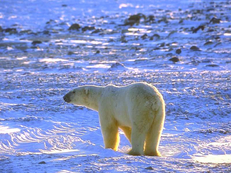 Polar Bear Walking.jpg