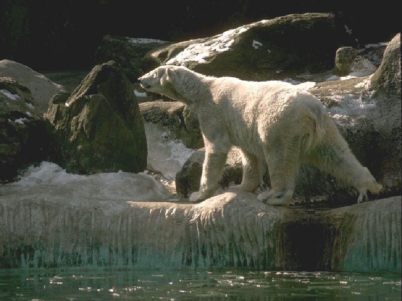 Polar Bear-Walking On Ice Rock.jpg