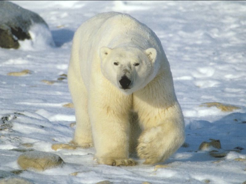 polarb-Polar Bear-by Joel Williams.jpg