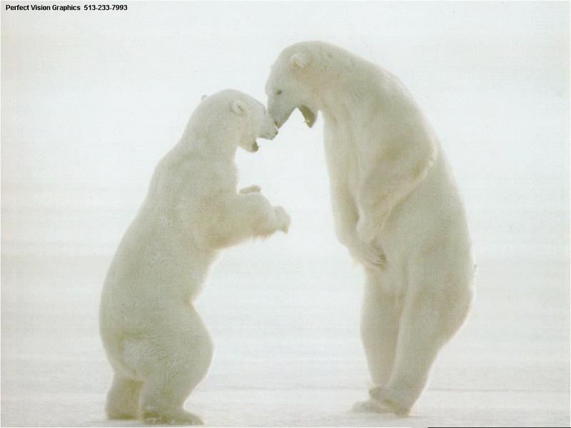 PV polar bear.jpg