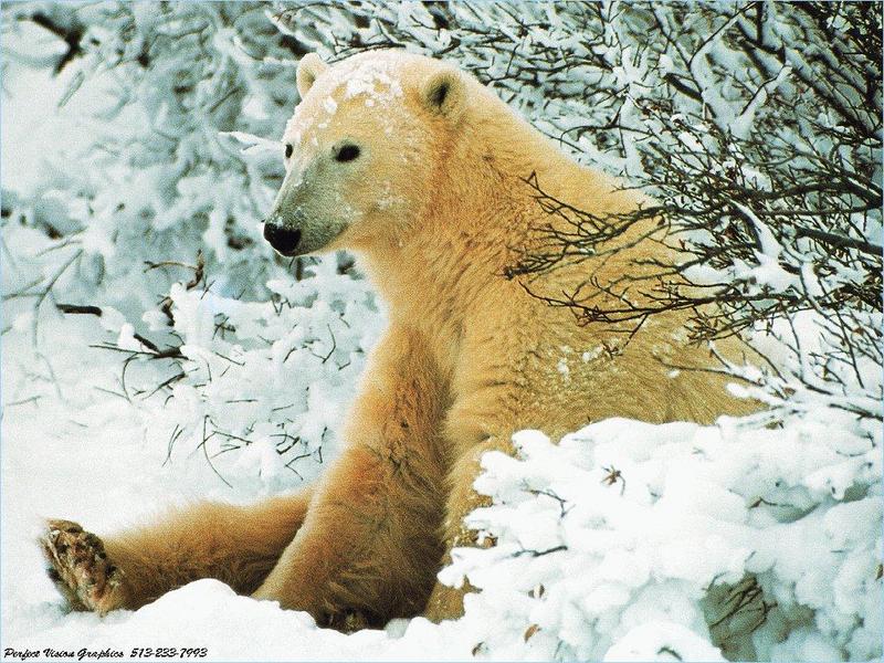 PVWild20-Polar Bear-Lapses On Snow.jpg