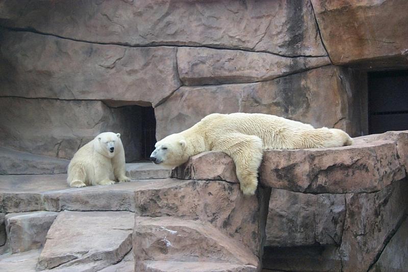 vila16-Polar Bears-by Joel Williams.jpg