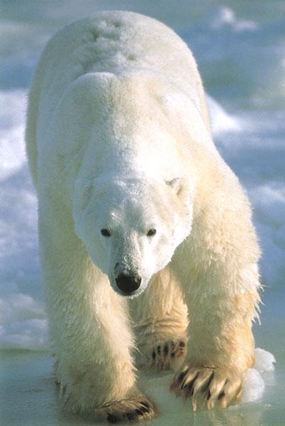 WE0698 Polar Bear-1 portrait on ice.jpg