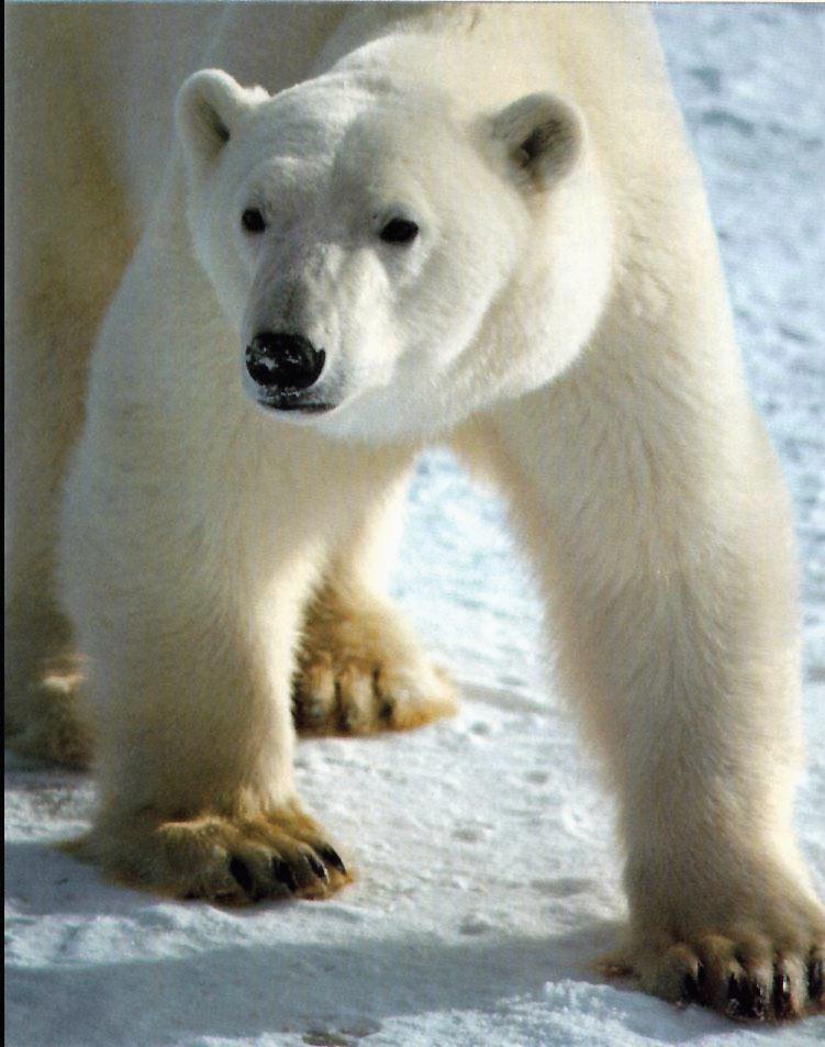 wffm010-Polar Bear-Closeup.jpg