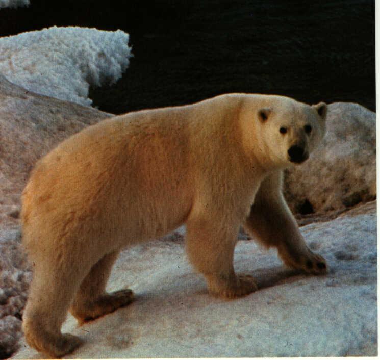 w Polar Bear 1-on Iceberg.jpg