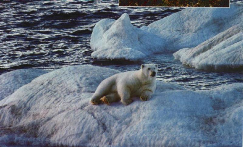w Polar Bear 2-on Iceberg.jpg